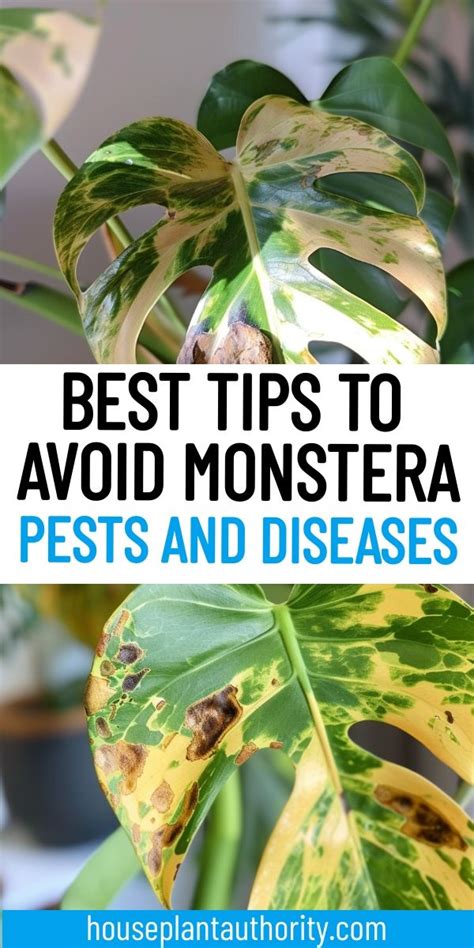 12 Most Common Monstera Pests and Diseases (to。